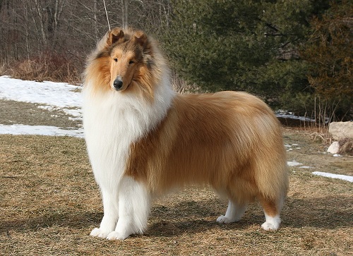 5. Rough Collie