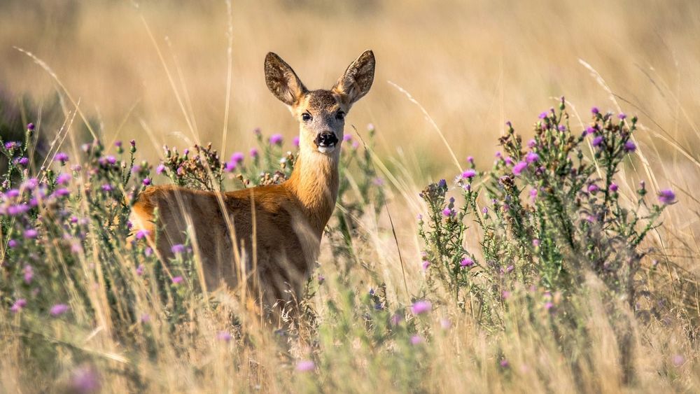 New Mexico - Deer