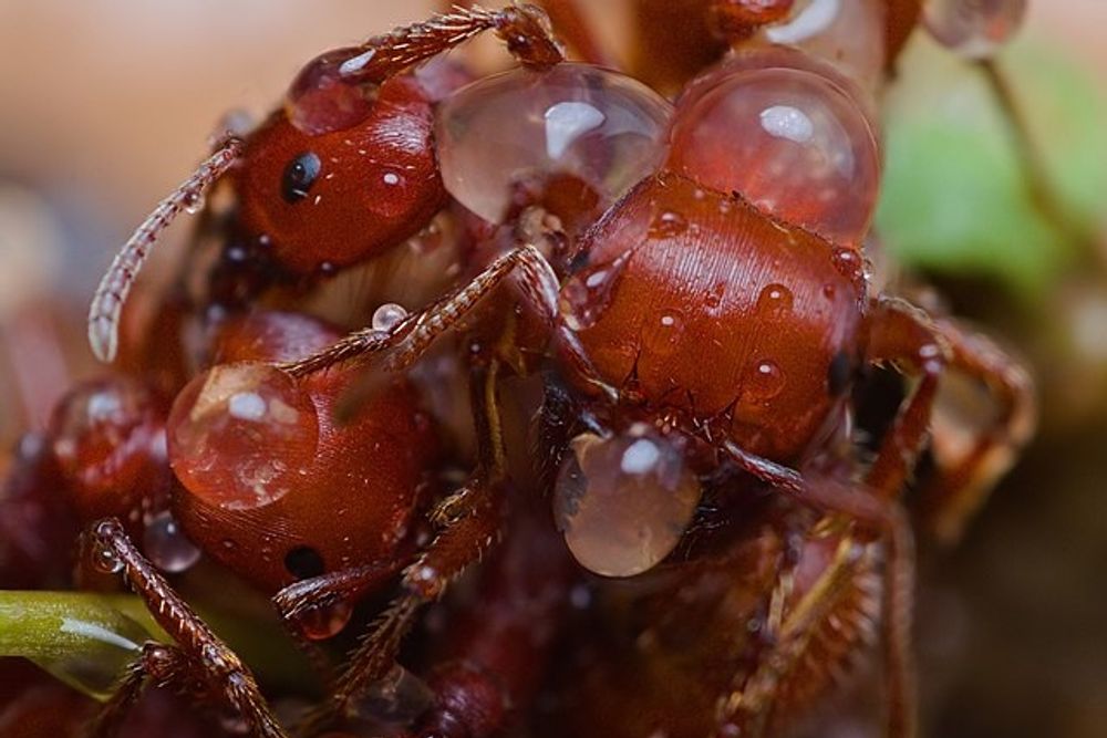 North Carolina - Fire Ants