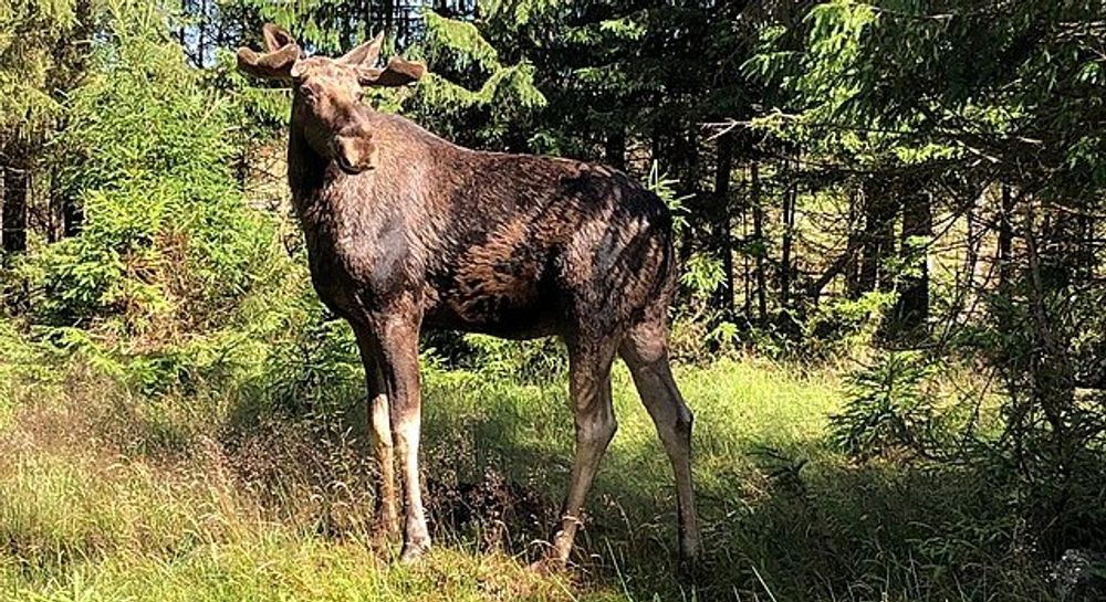 Maine - Moose