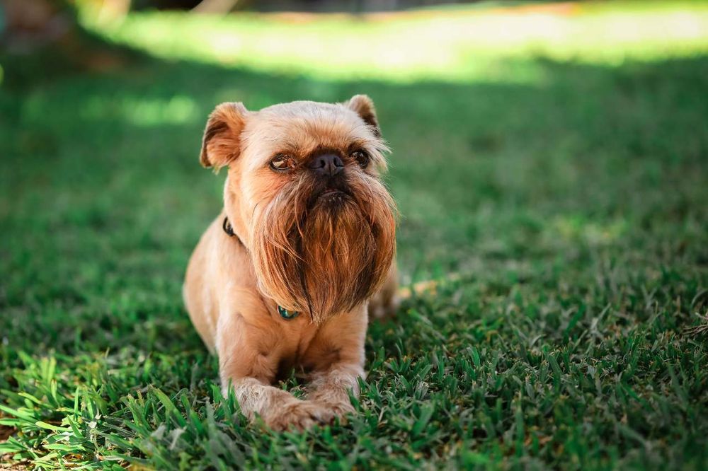 Brussels Griffon