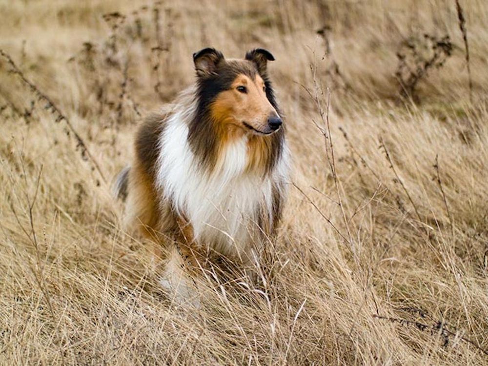 Collie 