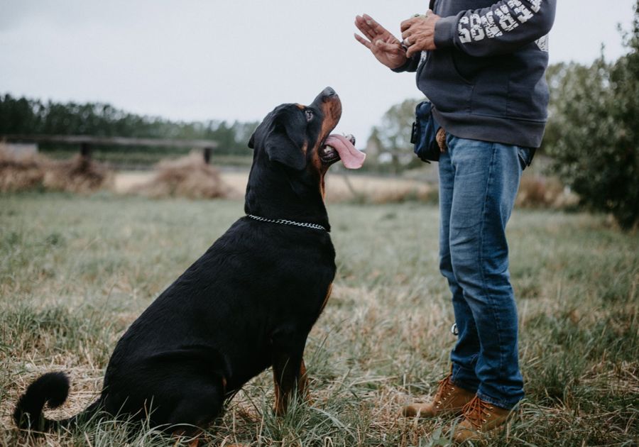 Rottweiler