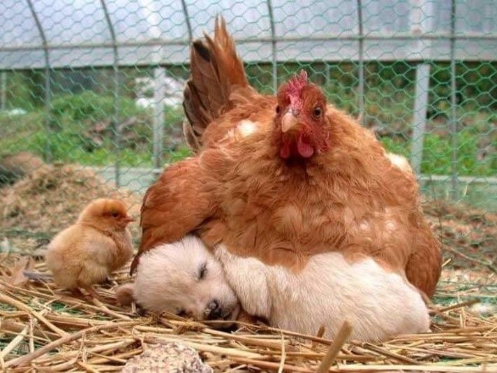 Adoptive Mother Hen