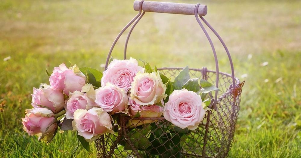 A Little Vinegar Keeps Cut Flowers Fresh